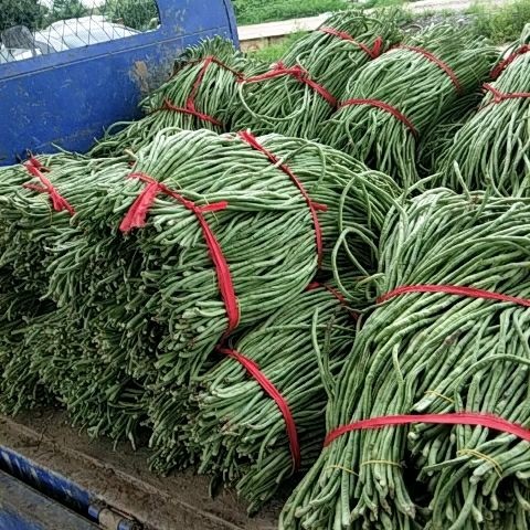 凌海市 豆角  长豆角供应中