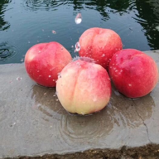 永济市 菩提脆蜜桃【现摘现发】 桃子当季脆甜桃子菩提脆蜜桃供应