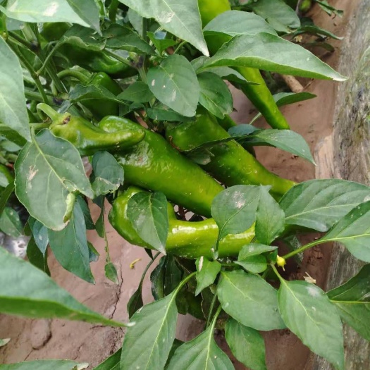 天镇县黄皮辣椒 15~20cm 微辣 黄色