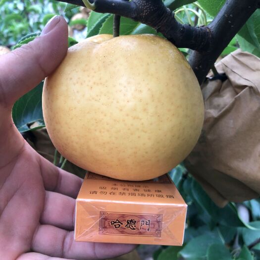 莒南县 园黄蜜梨香甜可口皮薄核小清热润肺梨品之王