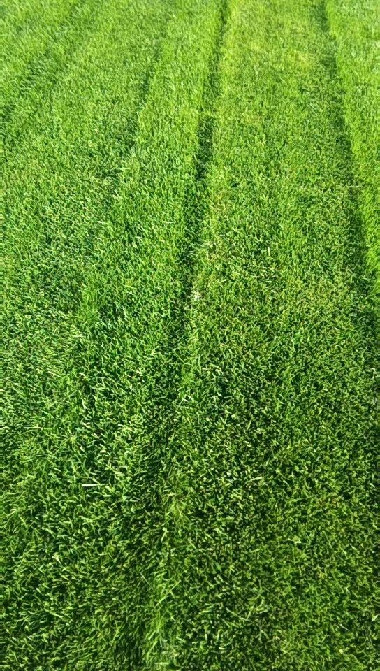  优质早熟禾草坪