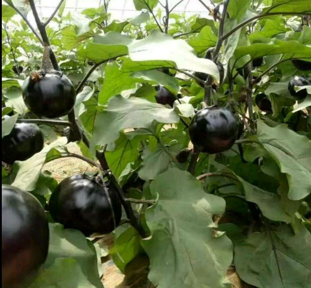 紫光圆茄 精品圆茄大量上市