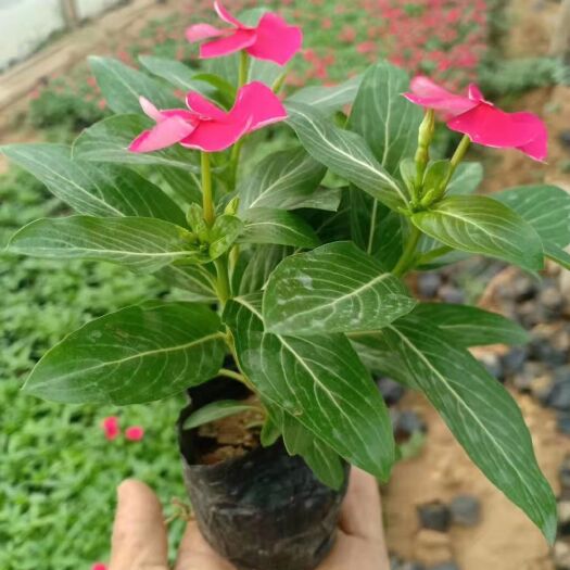 青州市草花 大量供应天天开，量大，质量好价格低