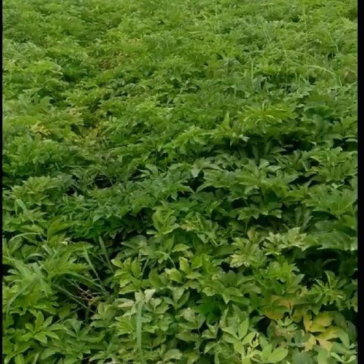 虞城县白芷种子 国宝中药材，白芷，天然香料，产值高销路广，供不应求