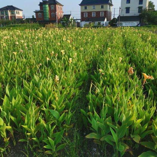 杭州 黄花美人蕉