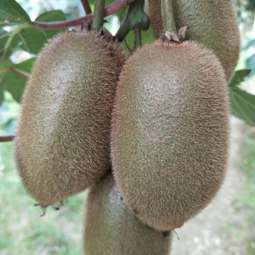凤凰县 来自湖南湘西凤凰猕猴桃米良一号。天然果子