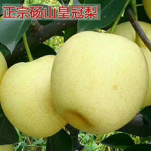 砀山县皇冠梨 55mm以上 6-8g