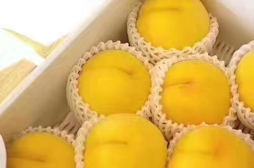 兴化市 锦绣黄桃上市欢迎采摘！选购，5两10斤装80元现摘现卖