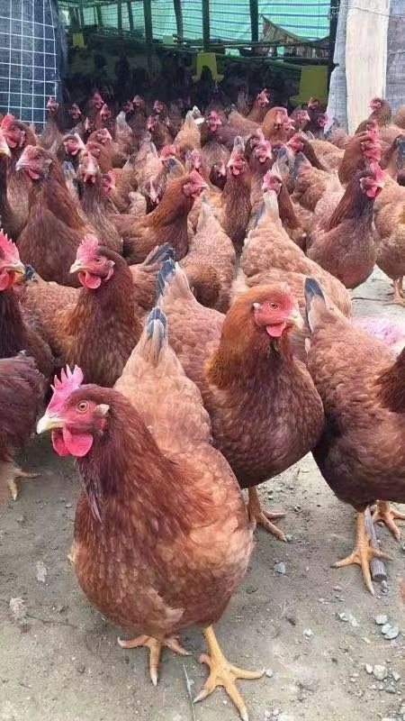 贵阳 九斤黄母鸡苗，一等鸡苗，成活率高