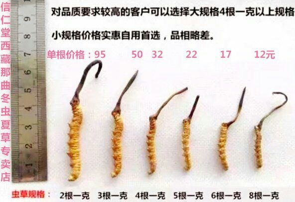 安多县 冬虫夏草4根一克