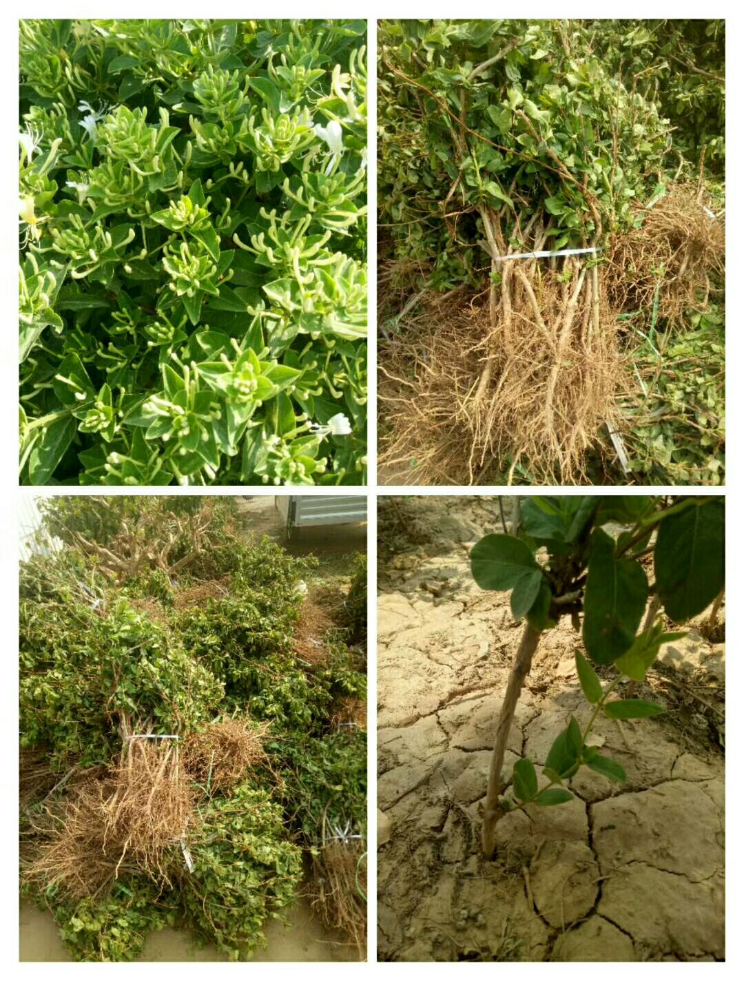  金银花苗木四季金银花小苗需要的联系