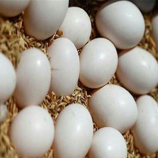 如东县白鸽蛋 食用 散装