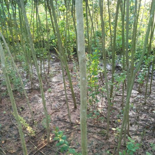 金堂县 量大，无病虫。红花老紫薇树