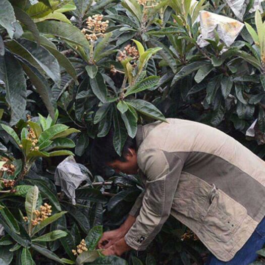 台州 大红袍枇杷苗一年到三年大小不同价格不同