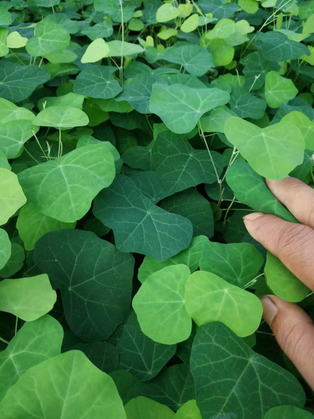 野生粉防己生长环境图片