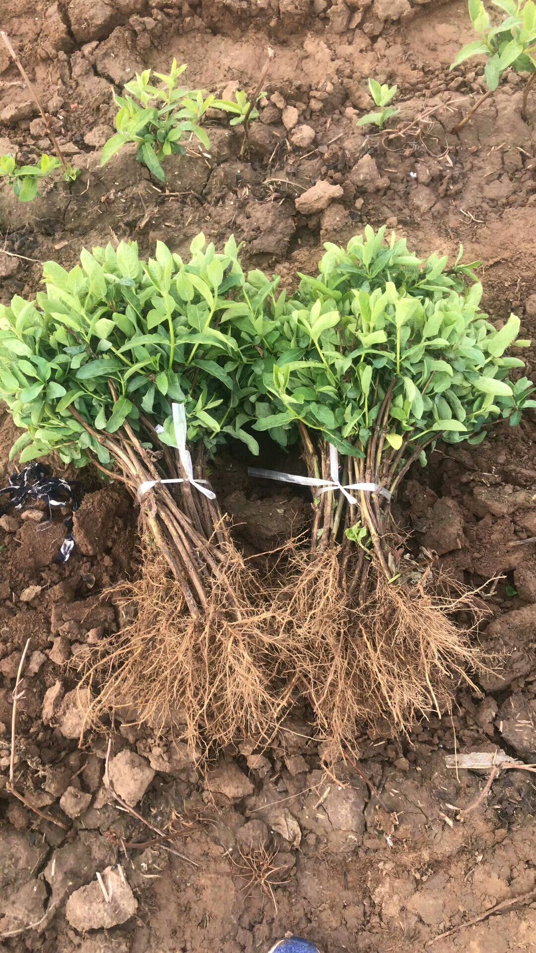  金银花苗木四季金银花小苗需要的联系