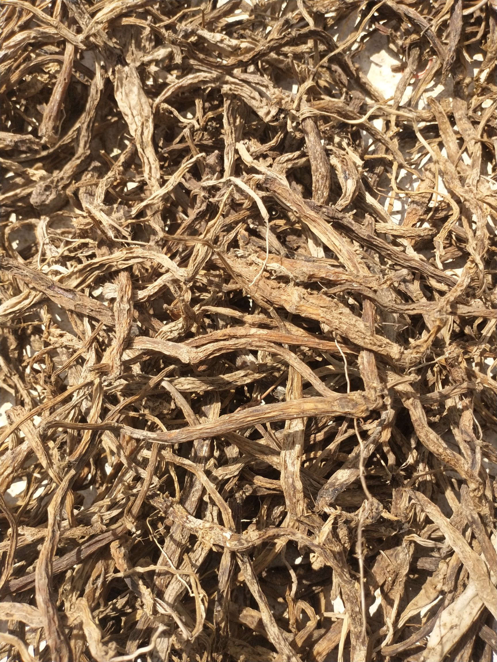  百部苗，百部署干货