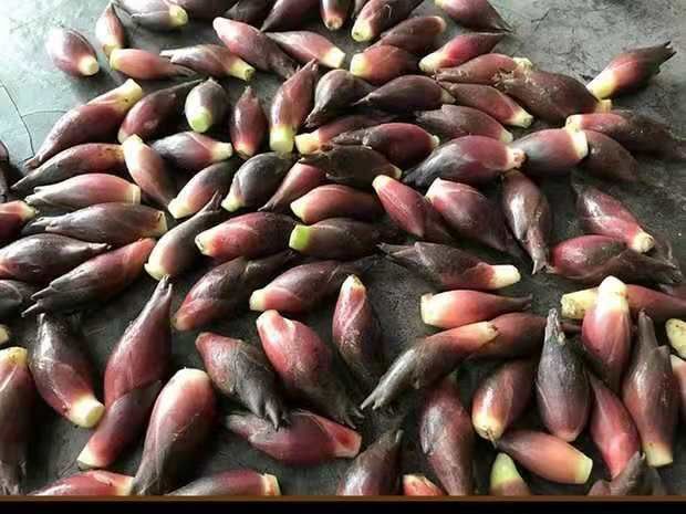 内江 出售野生阳荷