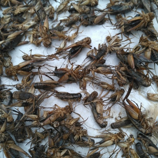沈丘县蟋蟀 质量优