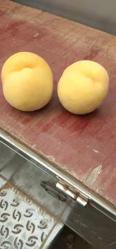 威县 锦绣黄桃口感甜，香吻浓厚。果型好