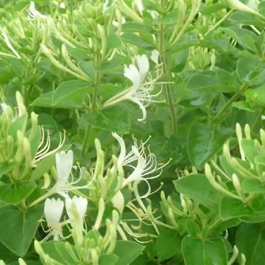 封丘县北花一号金银花苗  四季金银花  道地树型四季花原产地直供