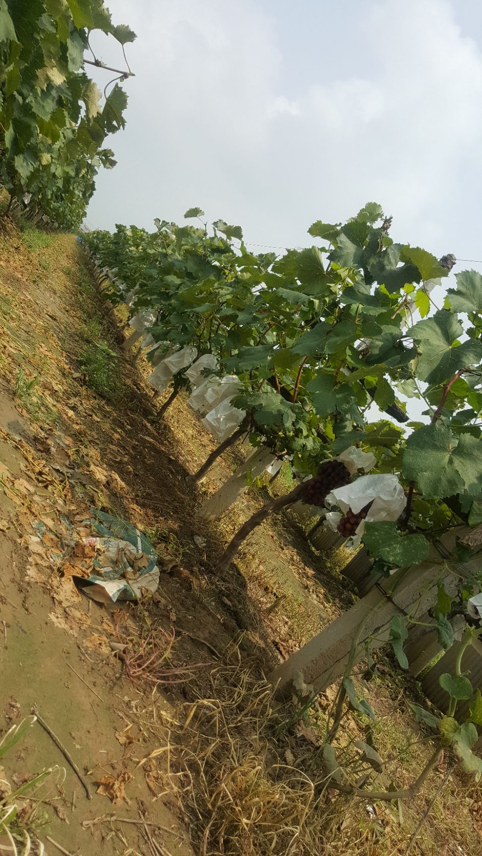 超极无核 甜，口感好，量多可送货，最重要的是没打催熟剂