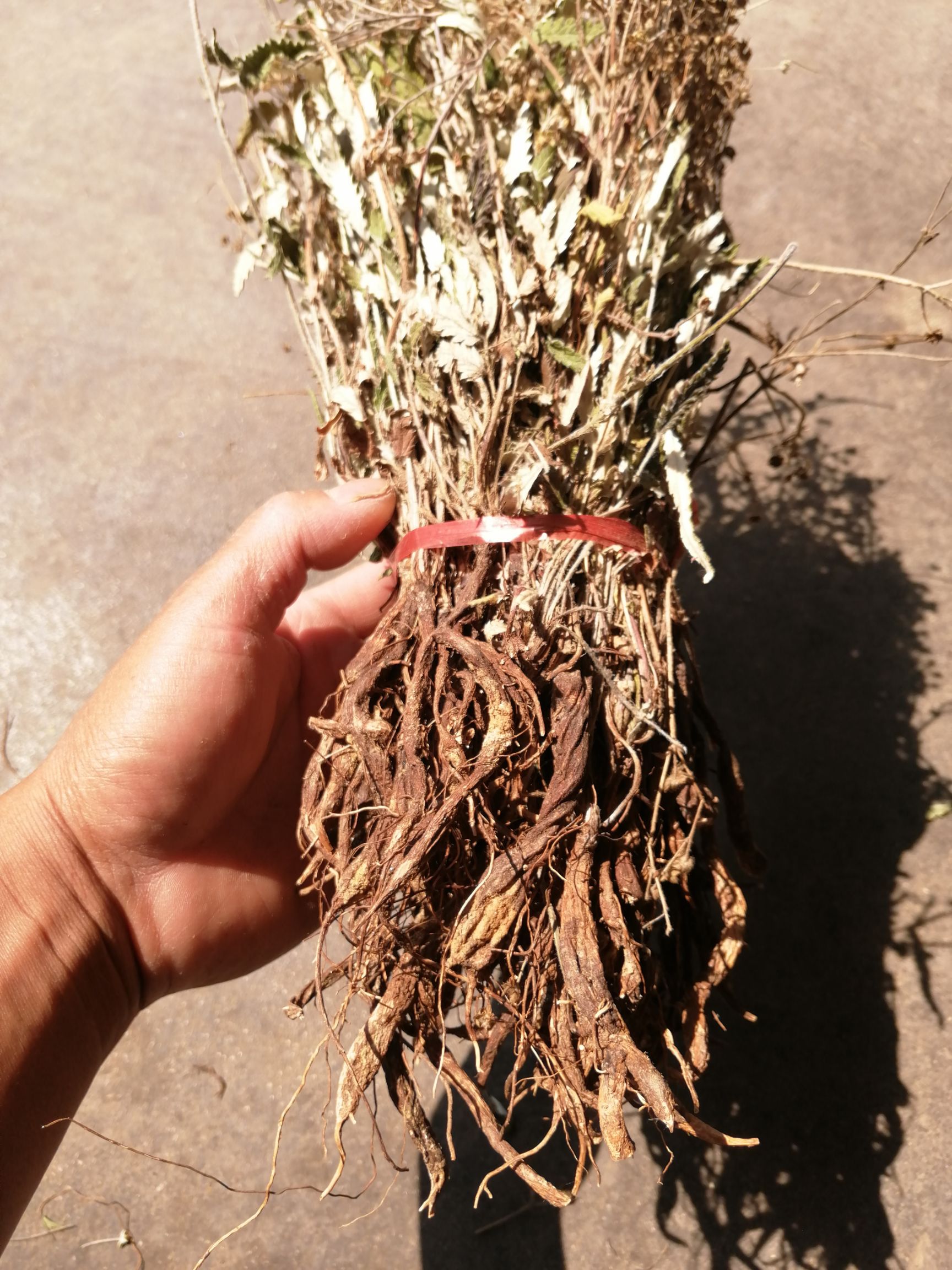 翻白草降糖草鸡爪棵精选淘洗货