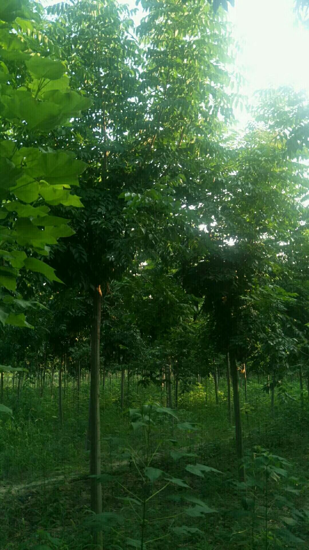 普通栾树 淮阳君安苗木种植基地常年供应栾