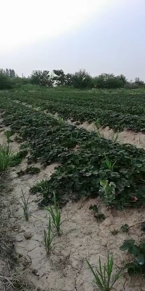 长丰县红颜草莓苗 10~20公分 地栽苗