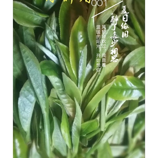 三门县明前茶 明前绿茶