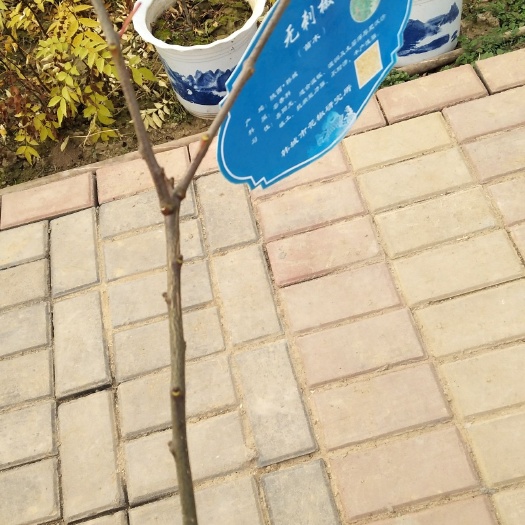 韩城市大红袍花椒苗  纯种花椒，高原旱地苗，保产，保量，色香麻味俱全