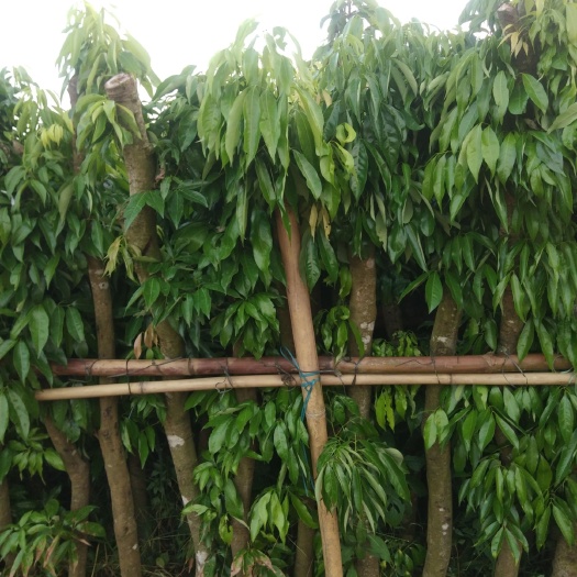 灵山县黑叶荔枝苗 荔枝树苗5－9公分，1.8米高左右