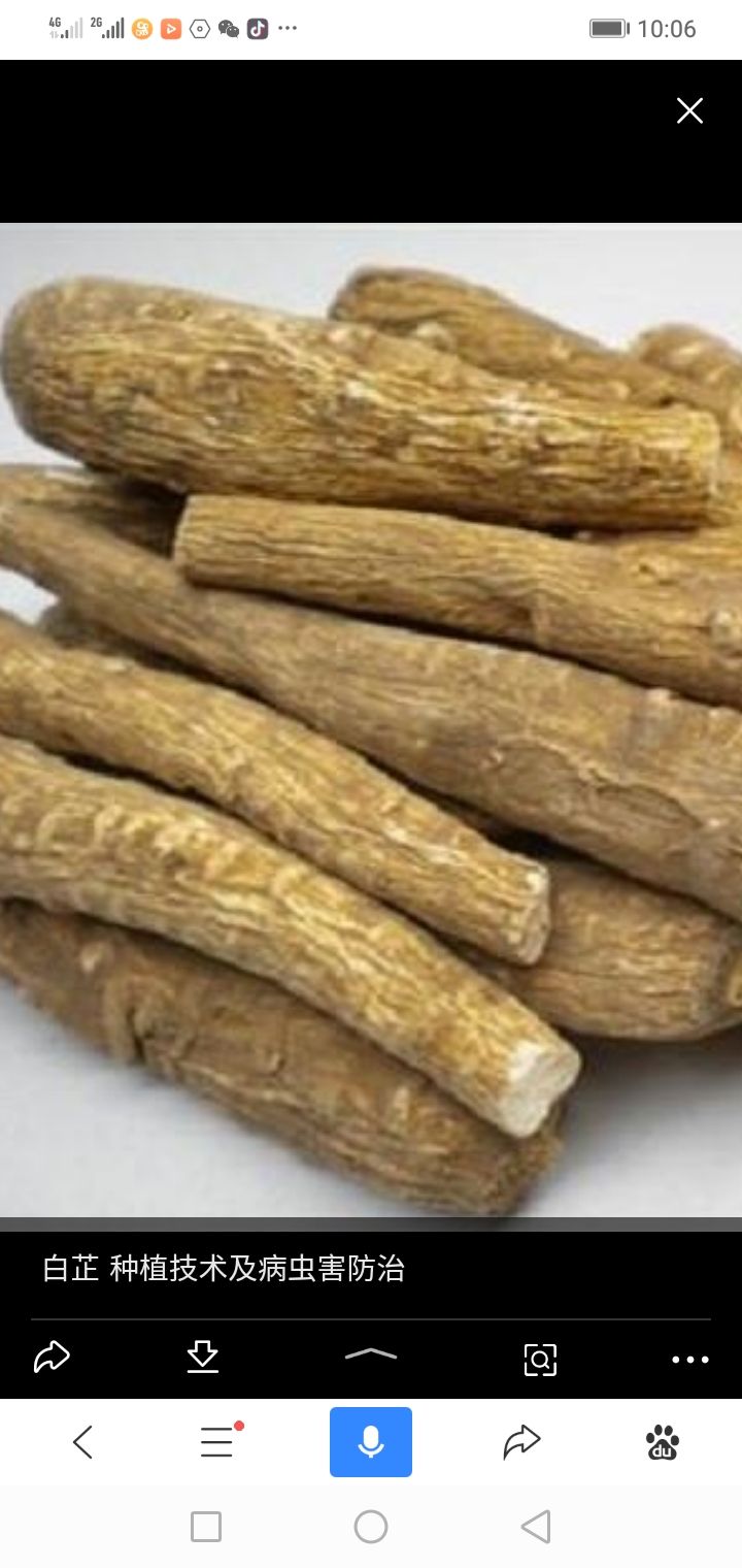 白芷种子 **中药材，白芷，天然香料，产值高销路广，供不应求