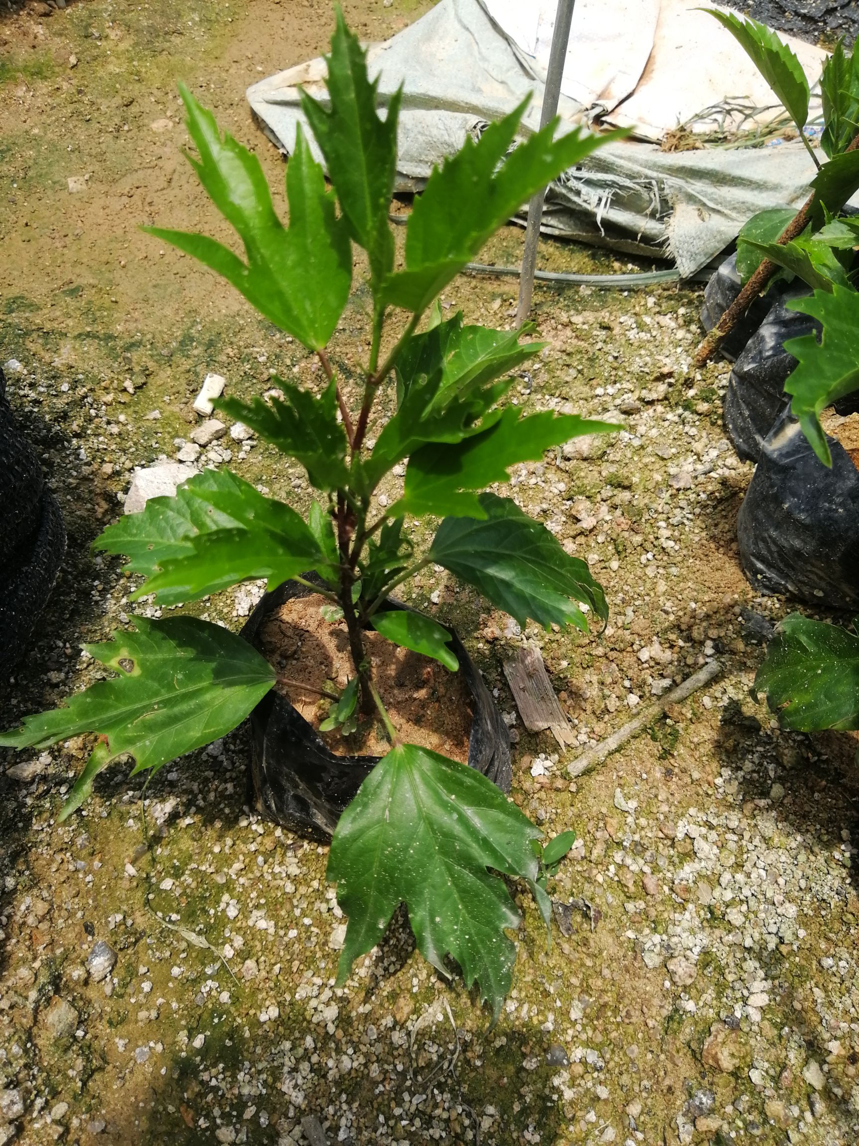朱槿 基地生产大红花
