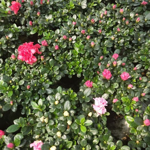漳平市 西洋杜鹃花盆栽四季开花室内客厅庭院净化空气四季开花带花苞花