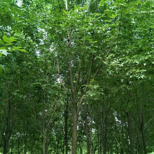 周口 白蜡 淮阳君安苗木种植基地常年供应 白蜡 楸树 梓树 法桐