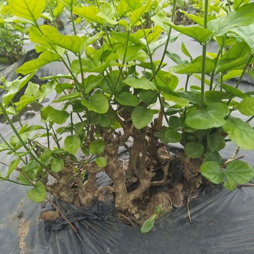 犍为县 1-3年生茉莉花苗，丛生，量大价优