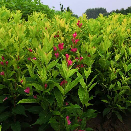定州市河北定州四季锦带花盆栽阳台绿篱绿化苗木树苗花苗杯苗