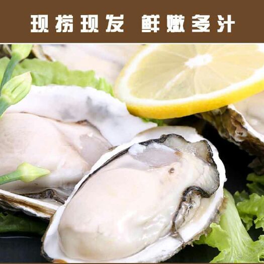 饶平县湛江牡蛎 新鲜的生蚝营养丰富味道极鲜海里牛奶