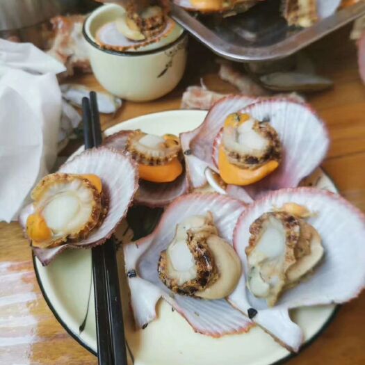 乳山市栉孔扇贝 紫孔贝，
