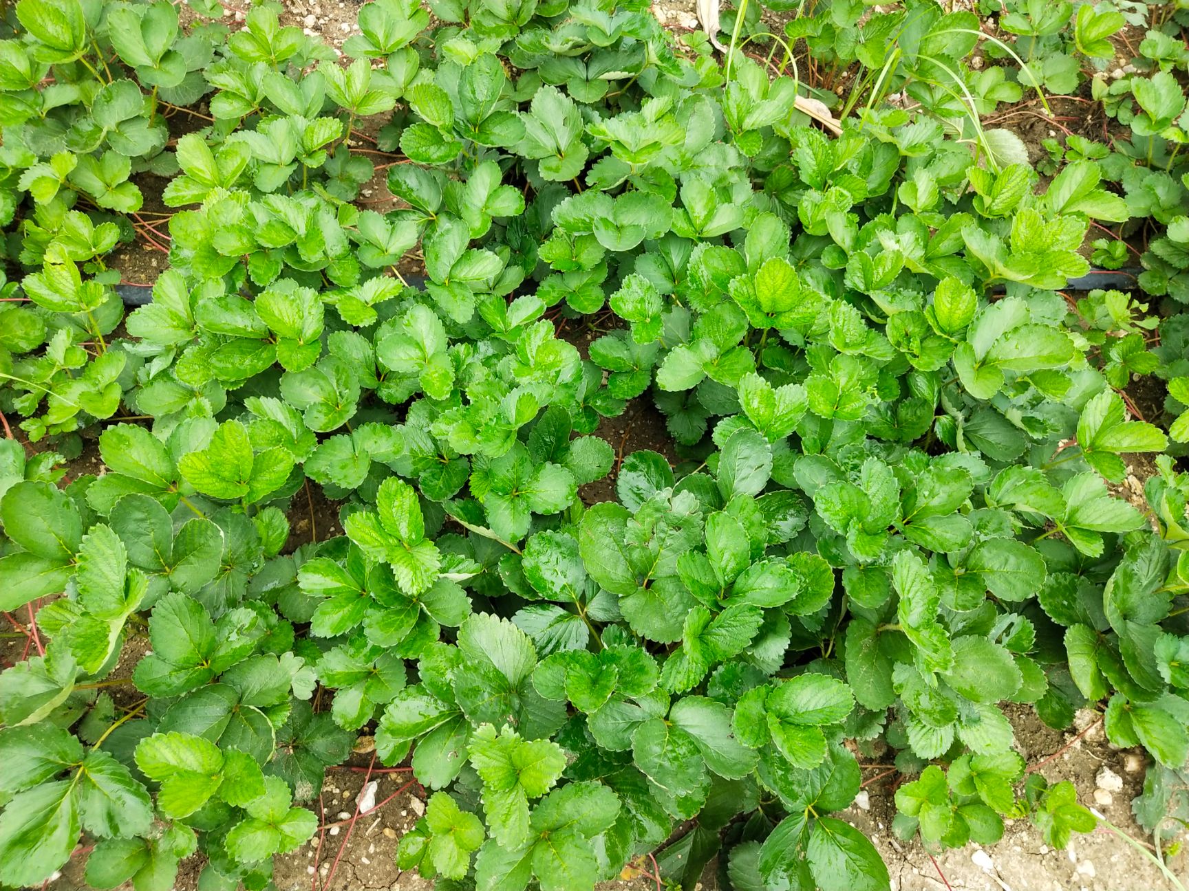 久香草莓苗 10~20公分 地栽苗