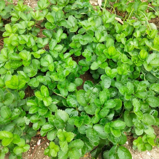 新沂市久香草莓苗 10~20公分 地栽苗