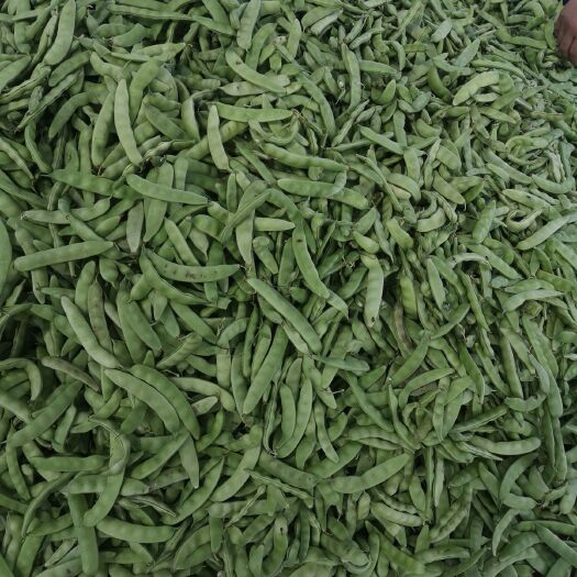 榆树市 吉林松花江土壤肥沃，豆角基地，批发各种豆角