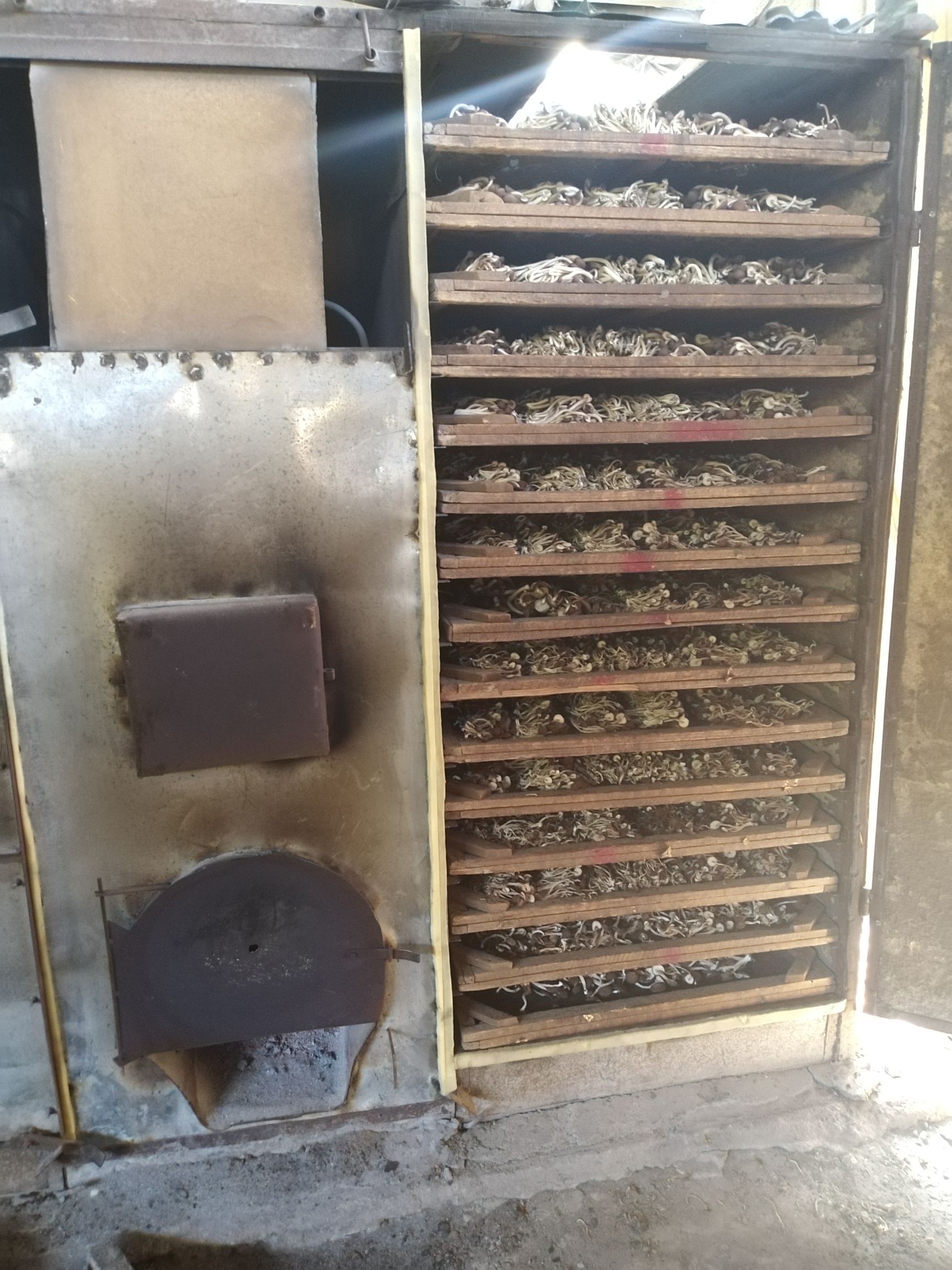  精品广昌茶树菇，本合作社自己种植欢迎前来下单，质量放心