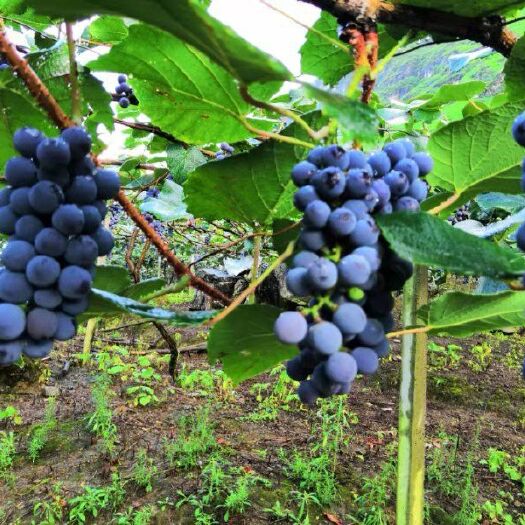 紫云县 紫葡萄不仅可直接食用，还是做葡萄酒的优质