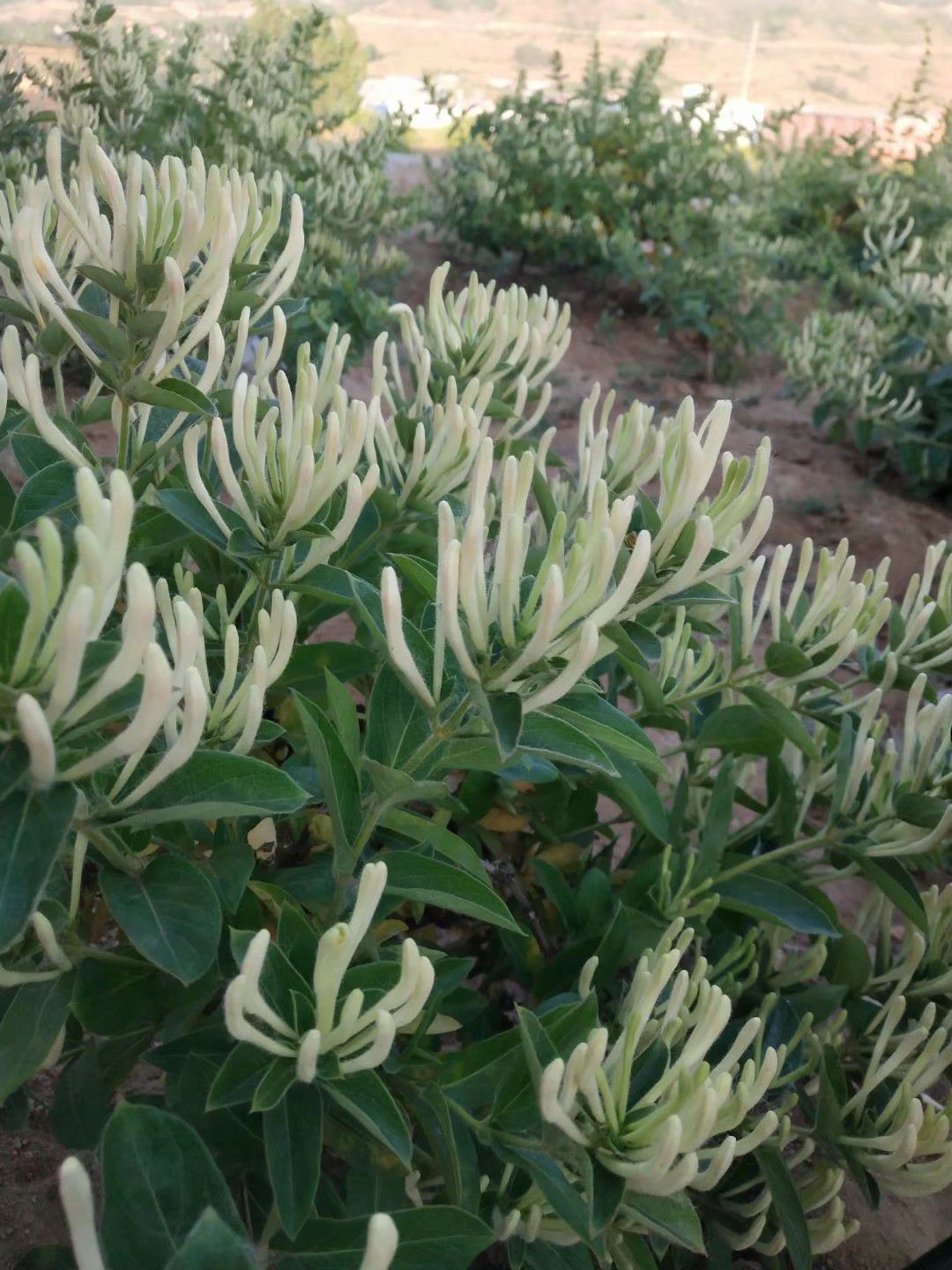 鲁峪一号金银花苗