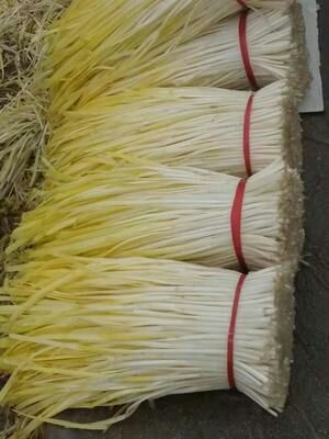 普定县791韭菜 二茬 30~35cm
