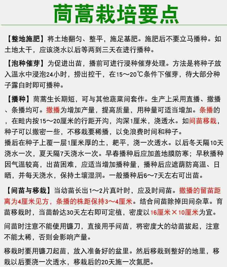  香港大叶茼蒿种子 耐热耐湿耐雨水 叶厚味香浓口感好生长快速