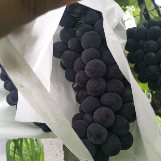 渭南夏黑葡萄 夏黑热销，价格优惠