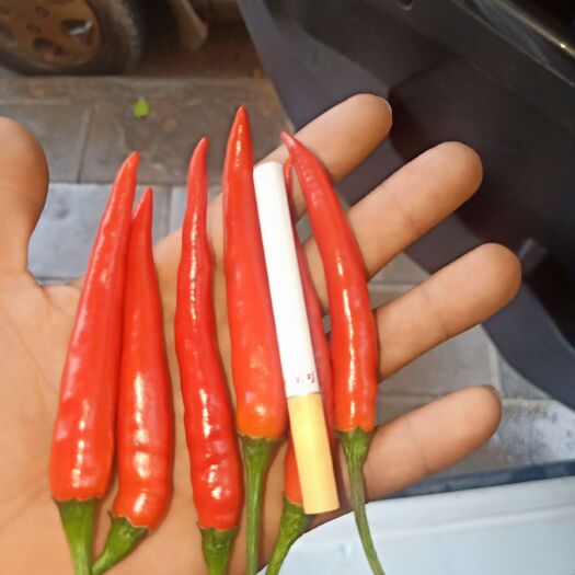 文山市薄皮线椒 量大欢迎老板来订购